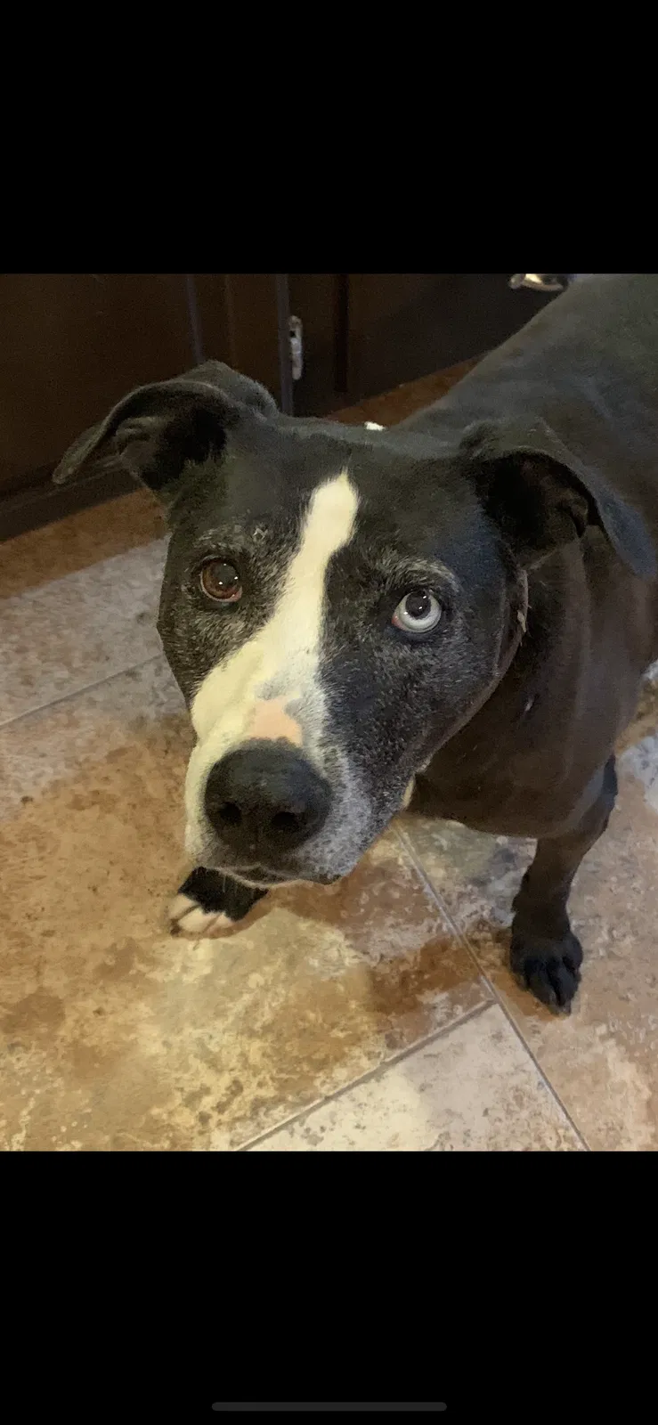 Lost dog in Wellington, CO, 80549