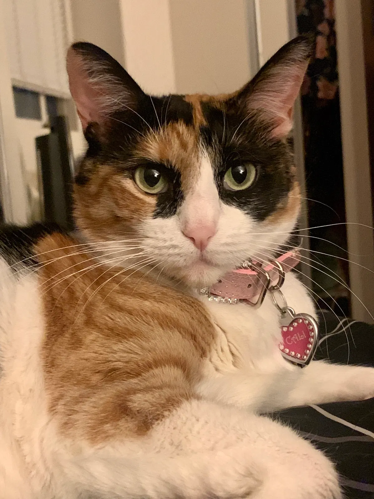 Lost cat in Antioch, CA, 94531