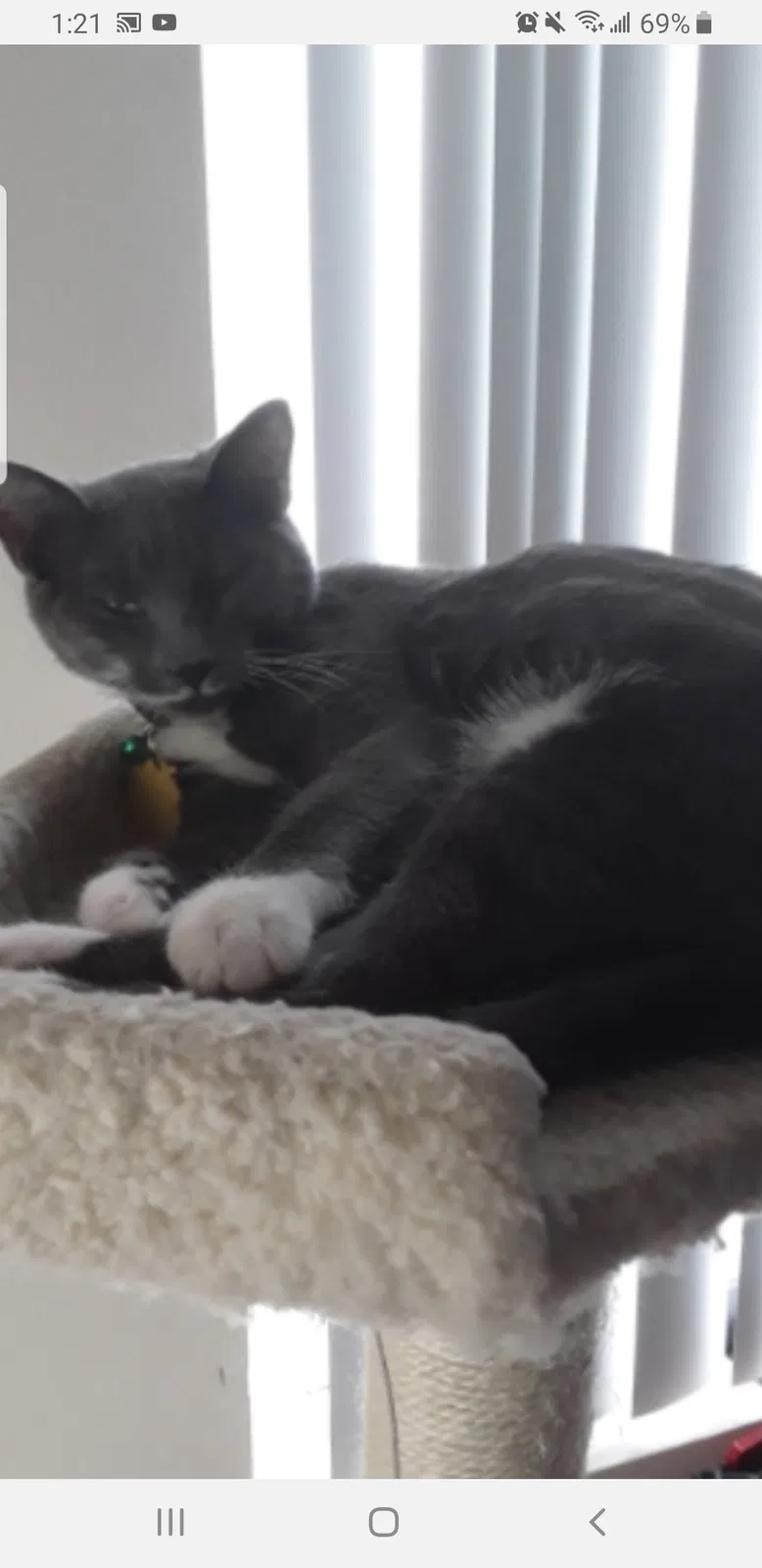 Lost cat in Aurora, CO, 80017