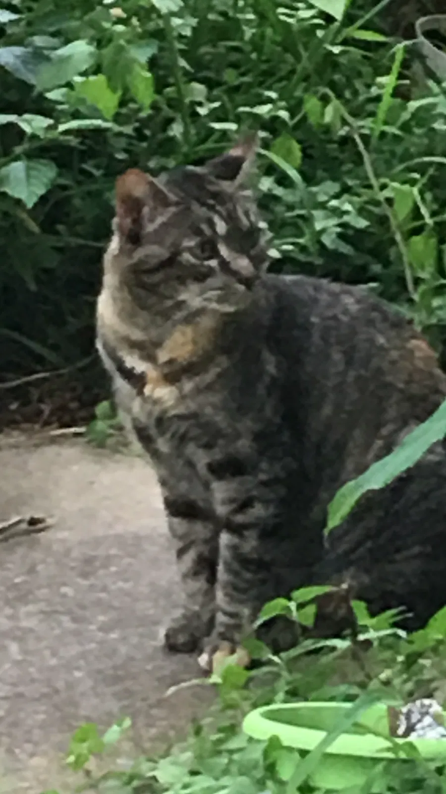 Lost cat in Kingwood, TX, 77339