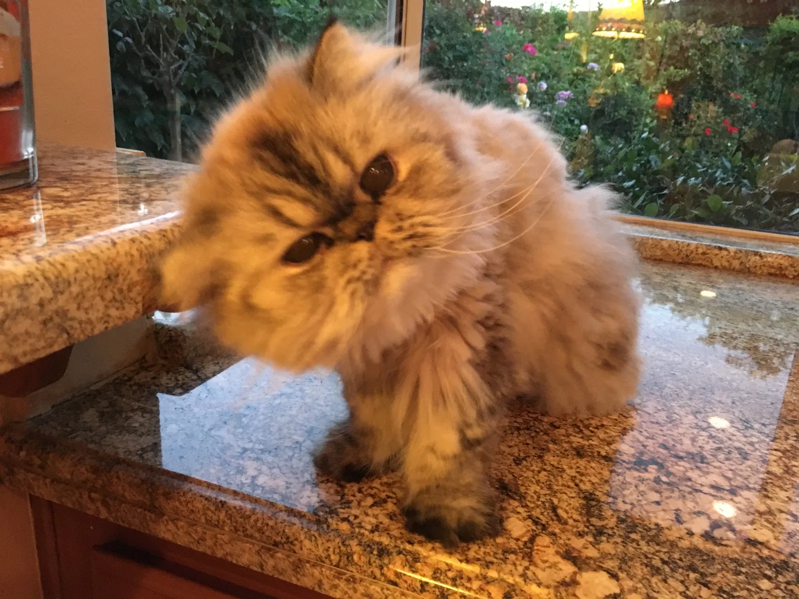 Lost cat in Simi Valley, CA, 93065