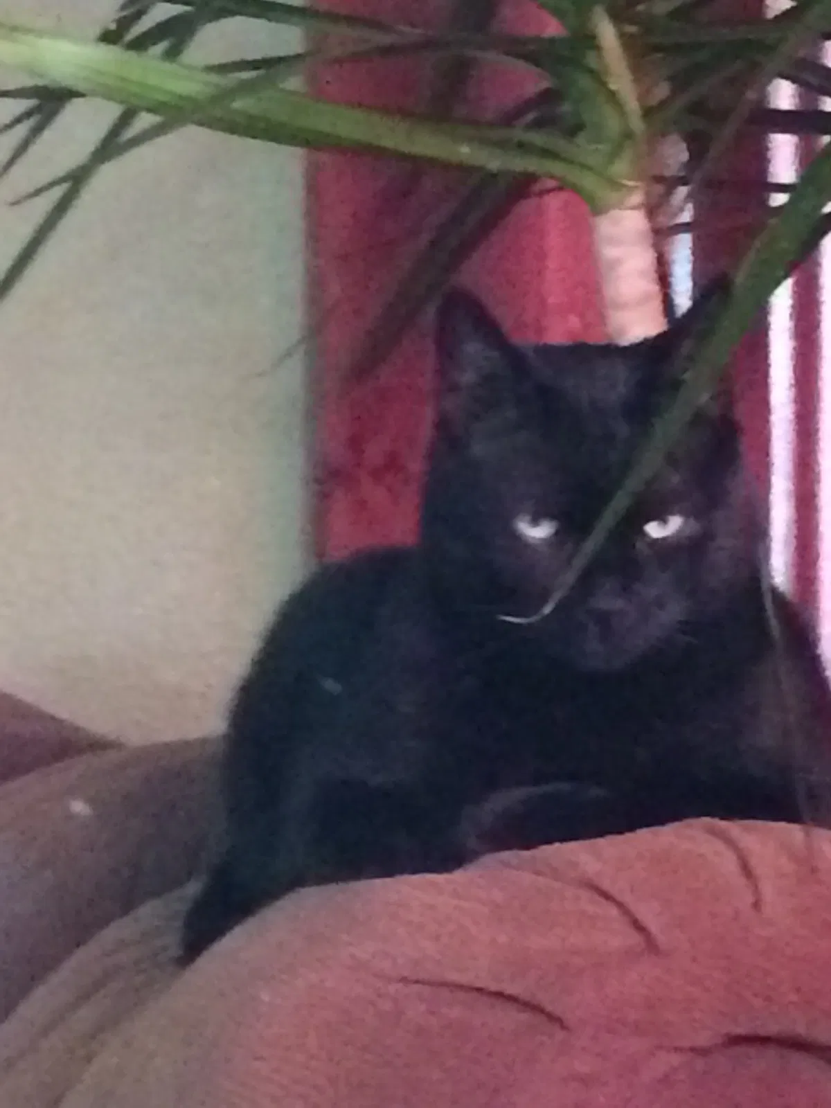 Lost cat in Foley, MN, 56329
