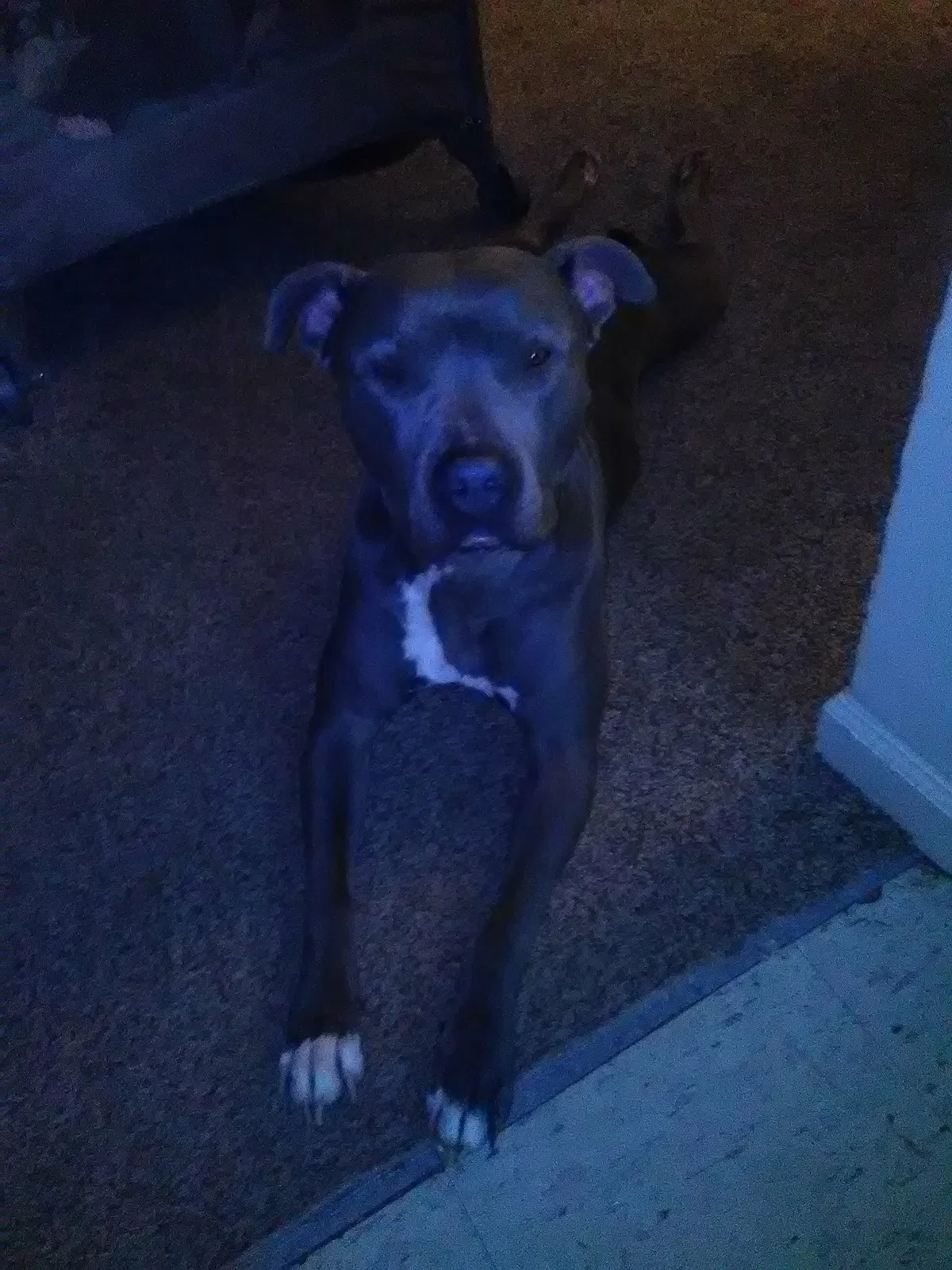 Lost dog in Indianapolis, IN, 46203