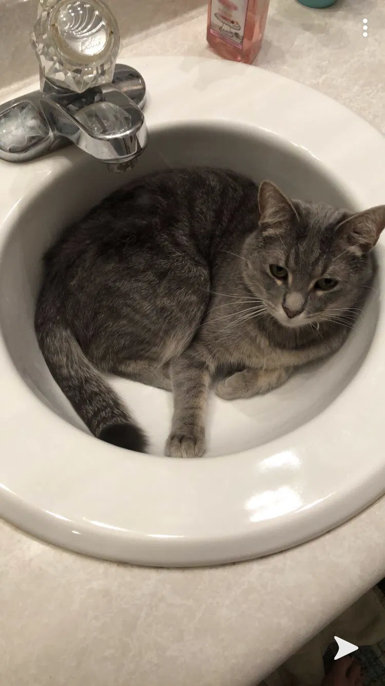 Lost cat in Powell, TN, 37849