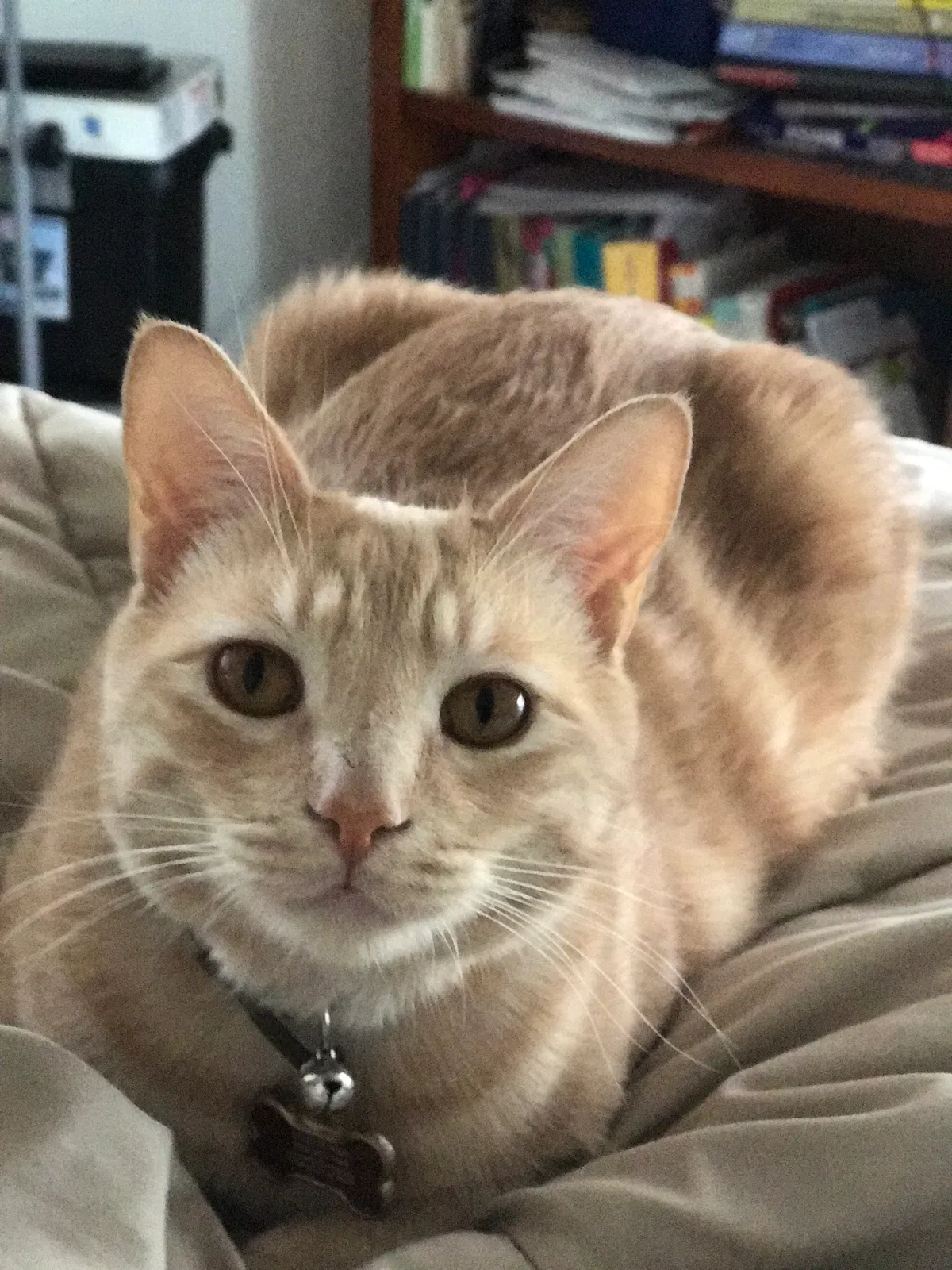Lost cat in Clarkdale, AZ, 86324