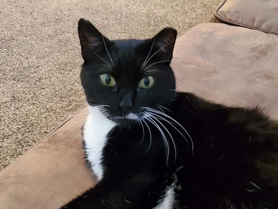 Lost cat in Shrewsbury, PA, 17361