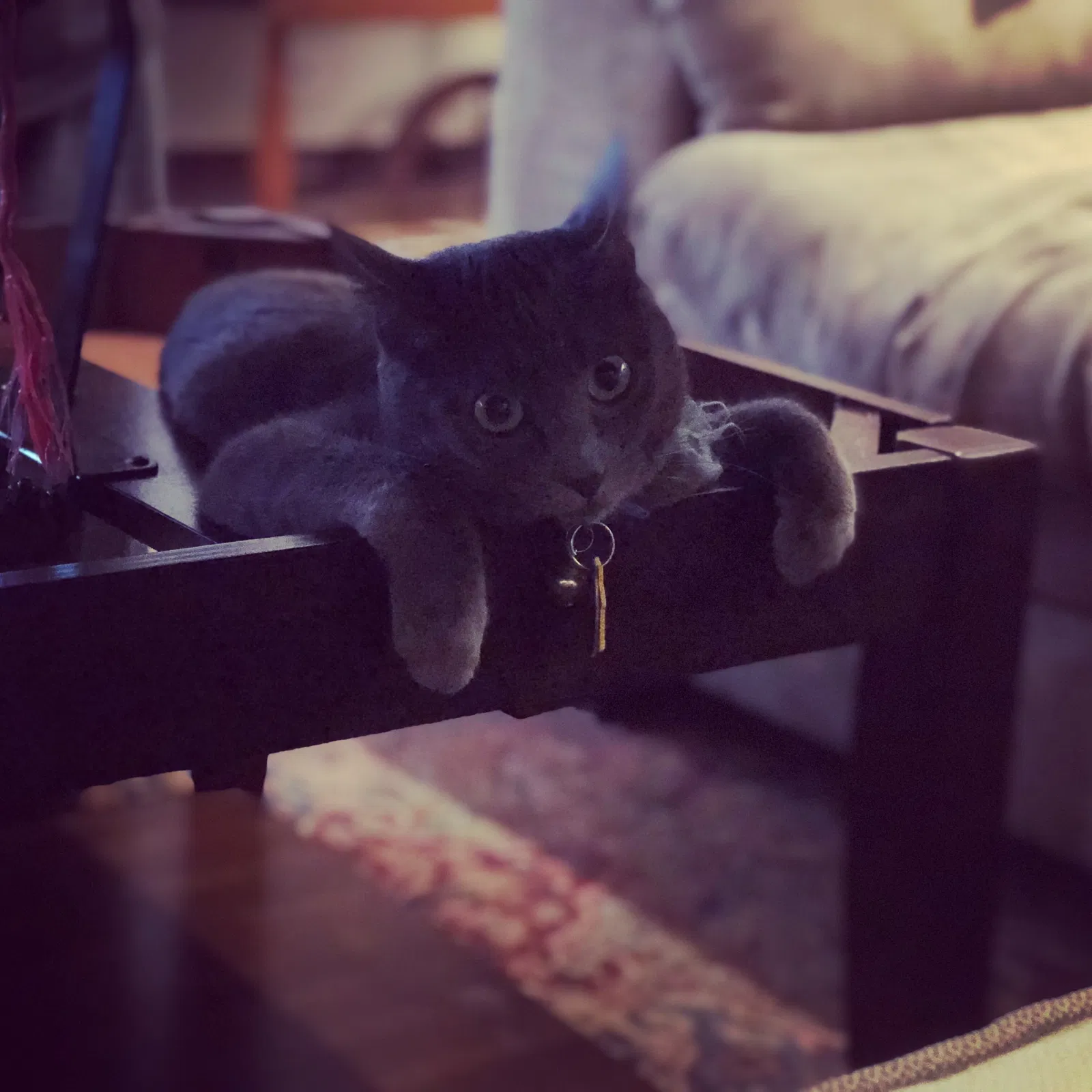 Lost cat in Minneapolis, MN, 55406