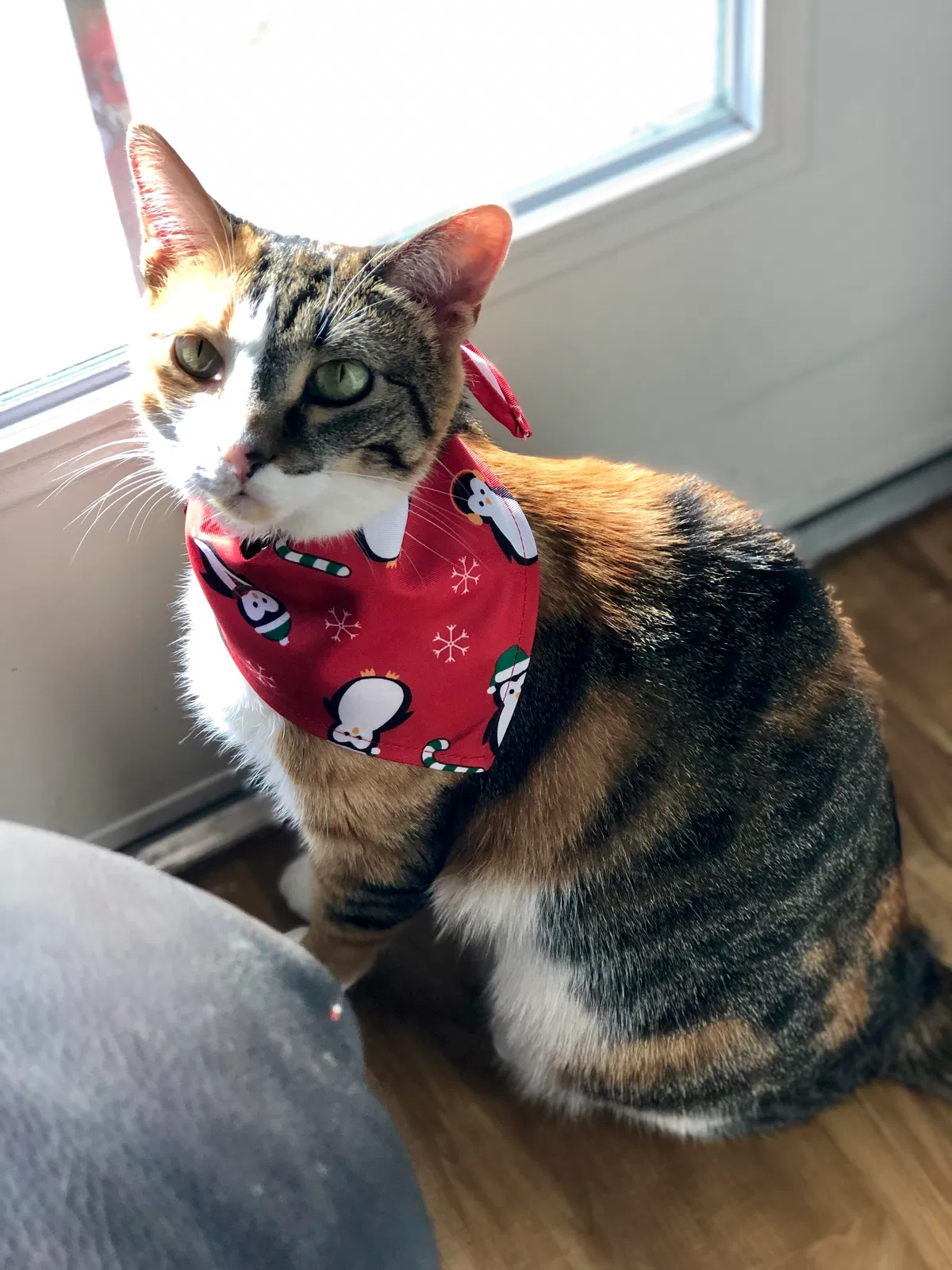 Lost cat in Denver, CO, 80239