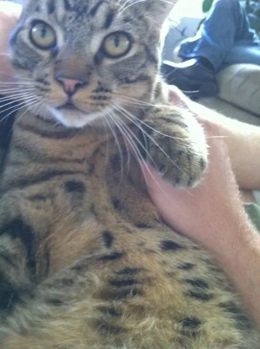 Lost cat in Carmichael, CA, 95608