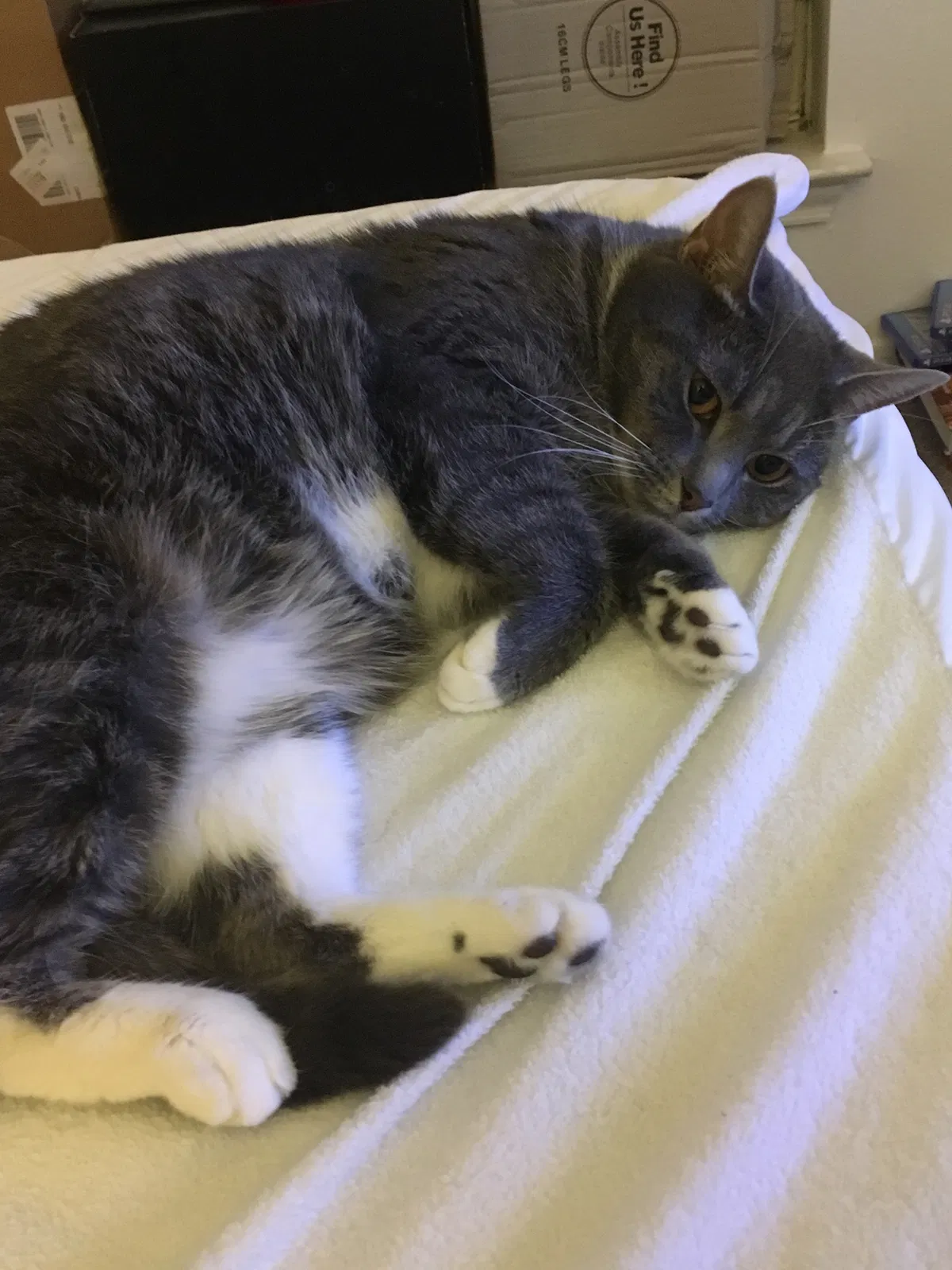 Lost cat in Columbia, MD, 21045