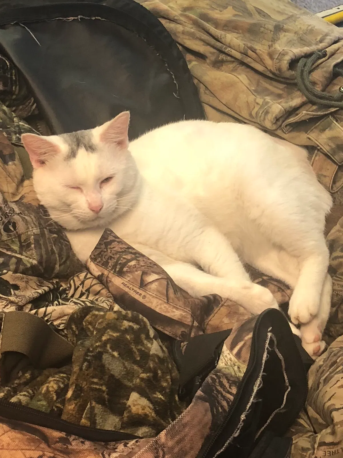 Lost cat in Keller, TX, 76248