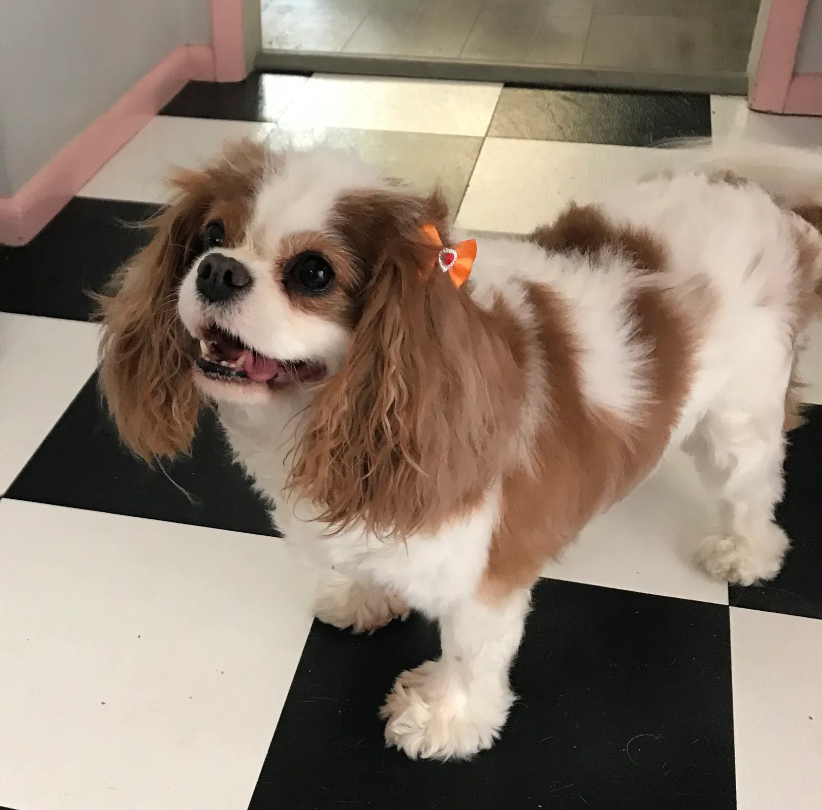 Lost dog in Sun City, AZ, 85351