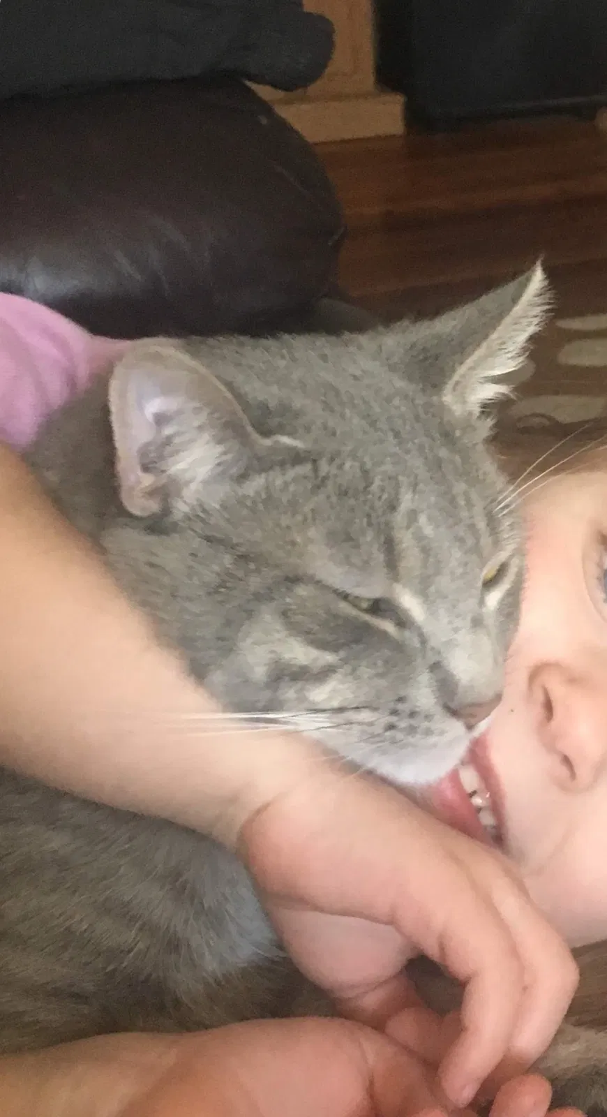 Lost cat in Lake In The Hills, IL, 60156