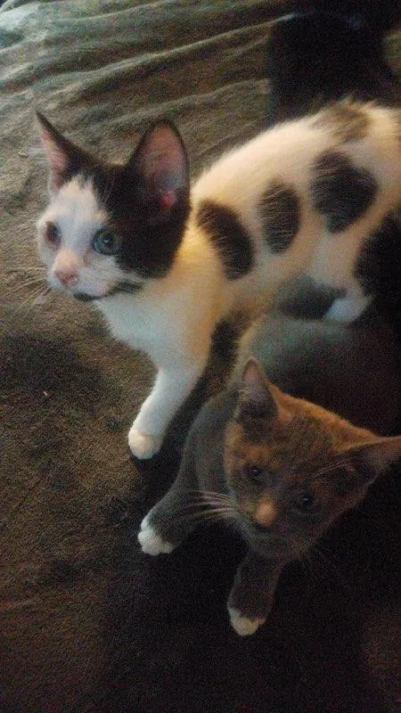 Lost cat in Mission Viejo, CA, 92691