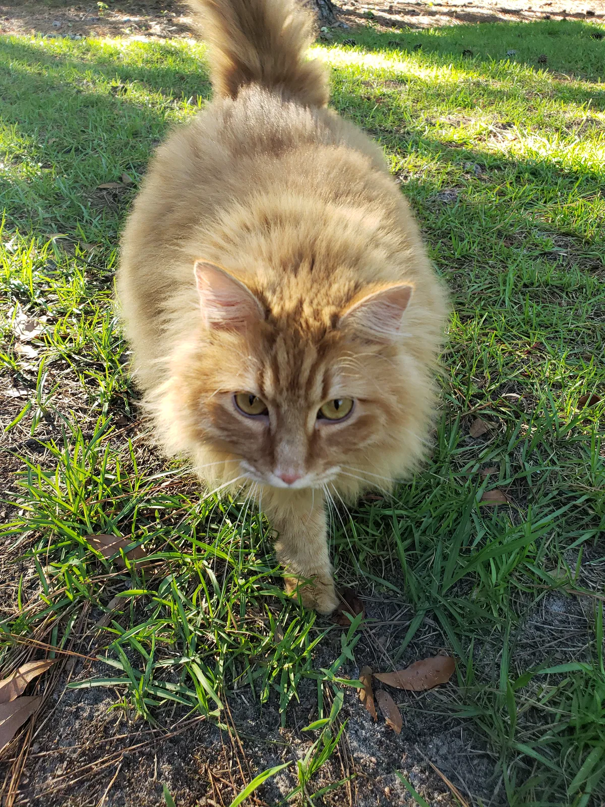 Lost cat in Calabash, NC, 28467