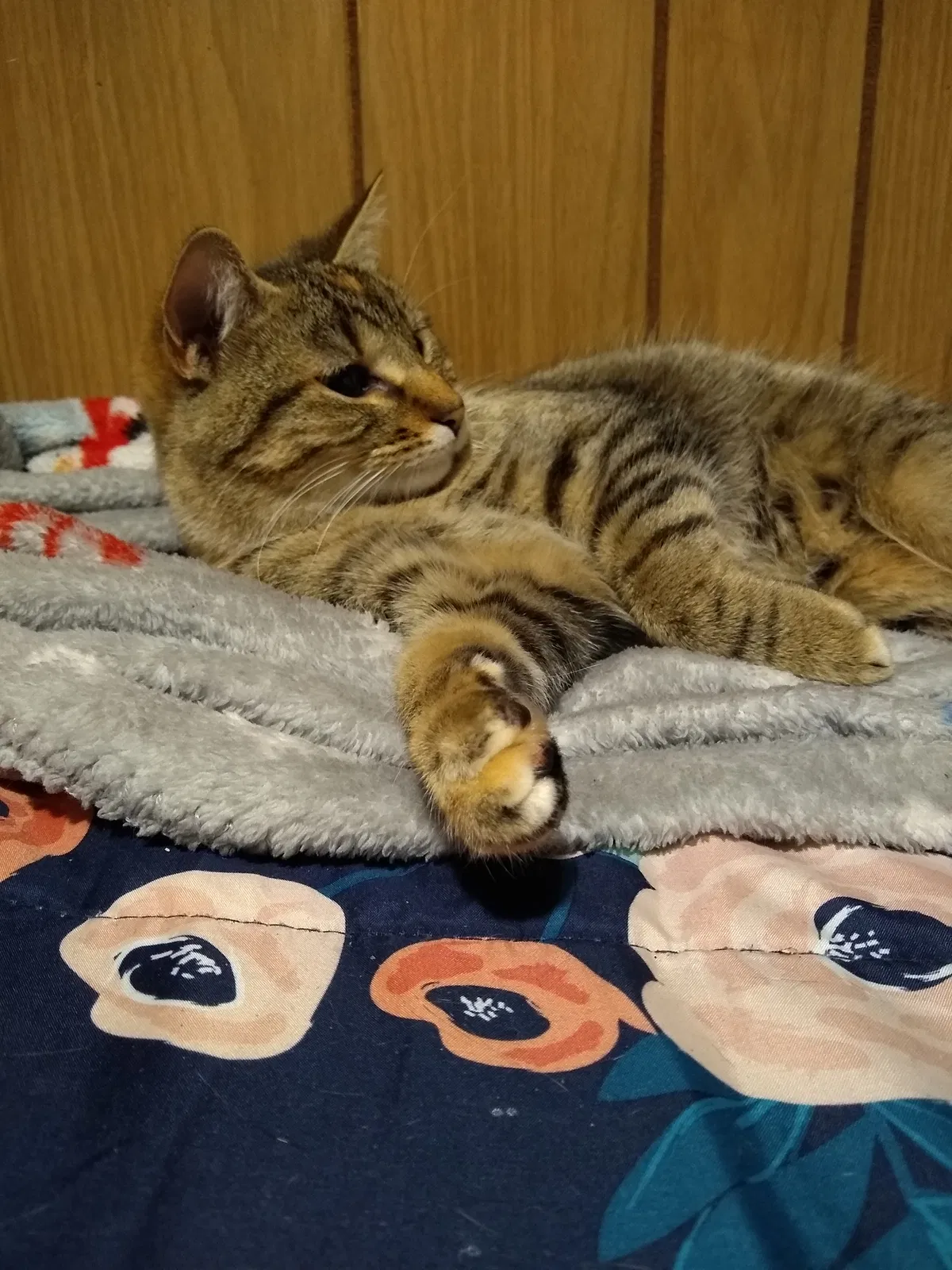 Lost cat in Saint Cloud, MN, 56304