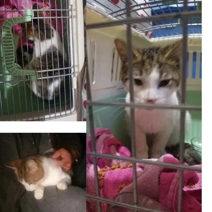 Found cat in Ephrata, PA, 17522