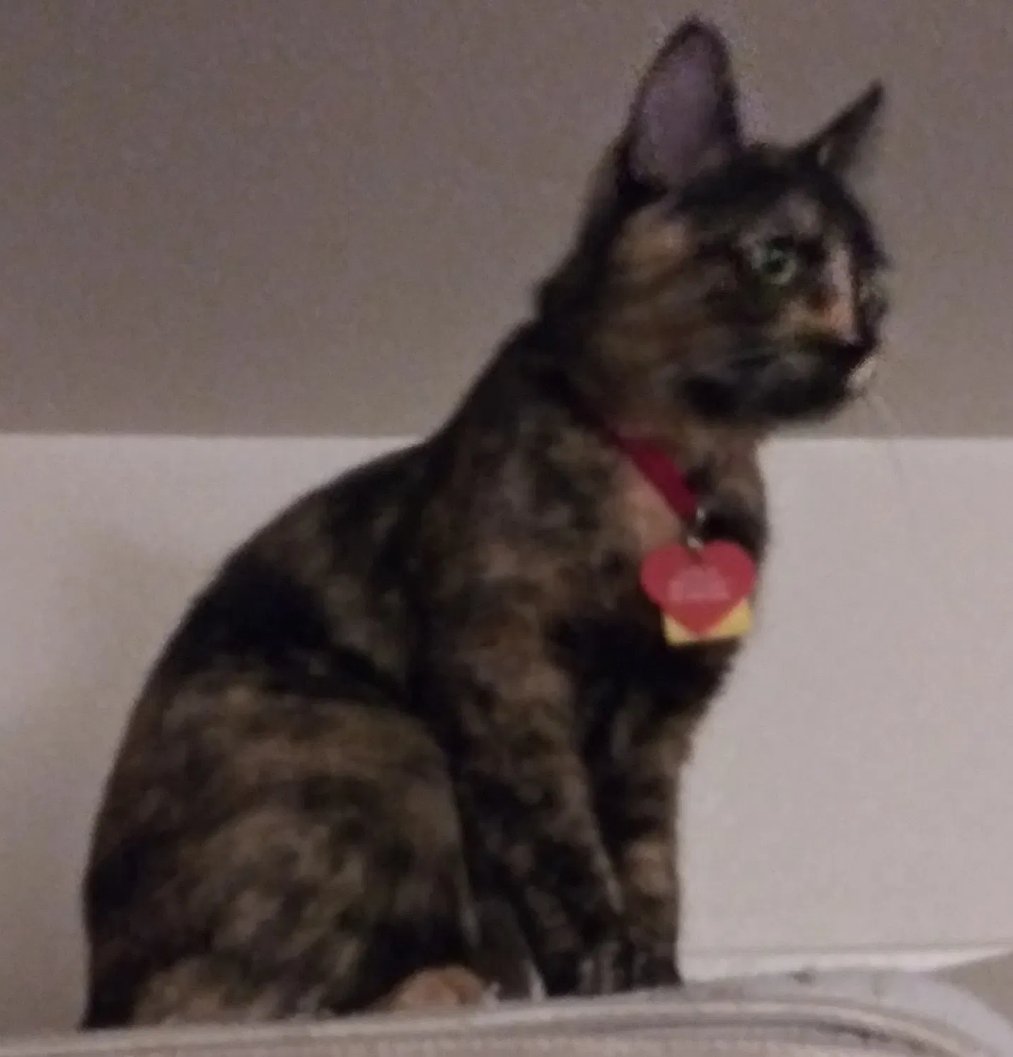 Lost cat in Denver, CO, 80235