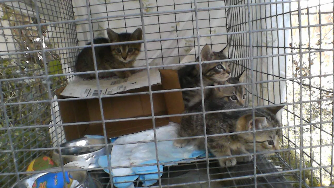 Found cat in Pico Rivera, CA, 90660