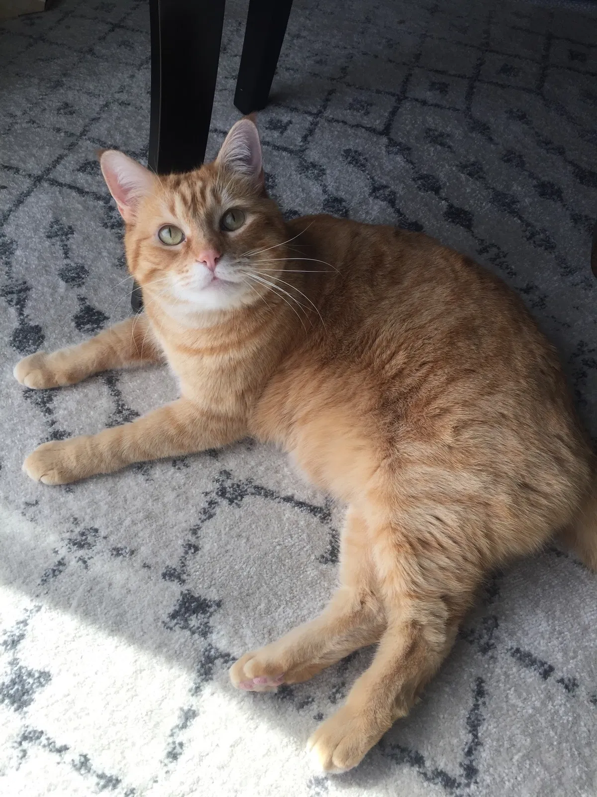 Lost cat in Lehi, UT, 84043