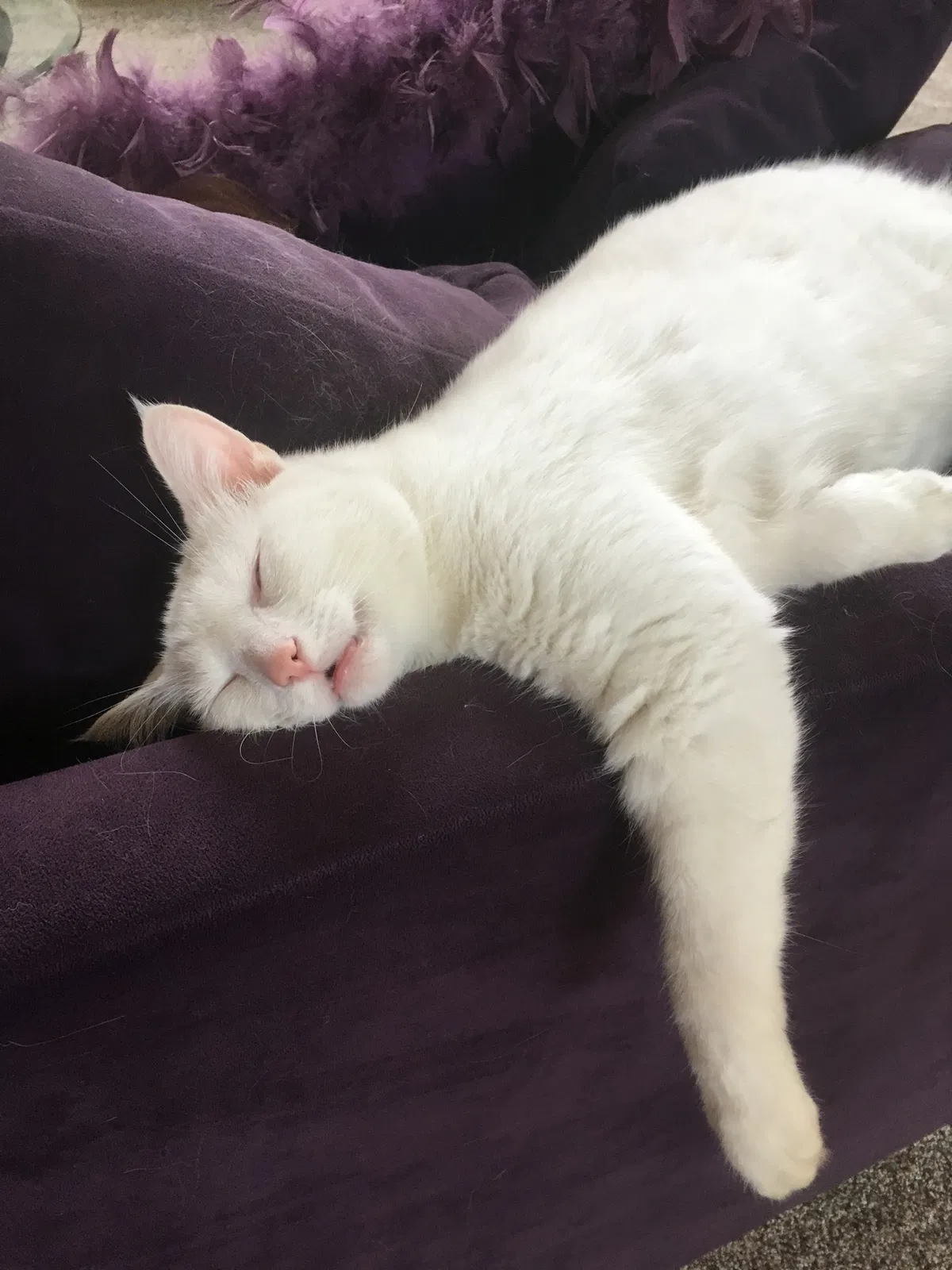 Lost cat in West Chester, OH, 45069