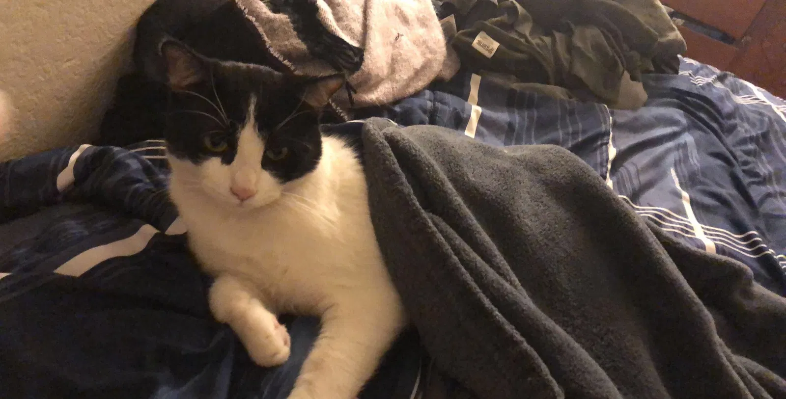 Lost cat in Peoria, AZ, 85345
