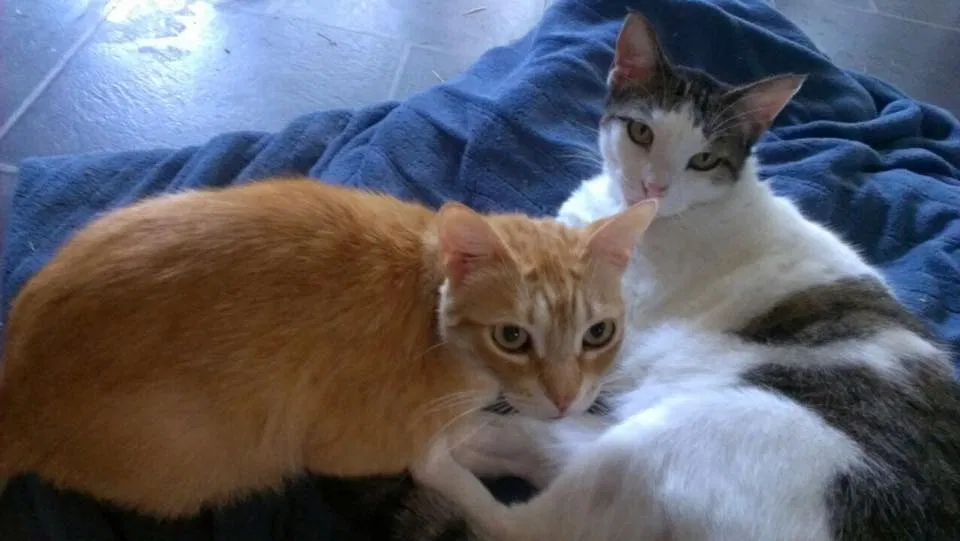 Lost cat in Austin, TX, 78736