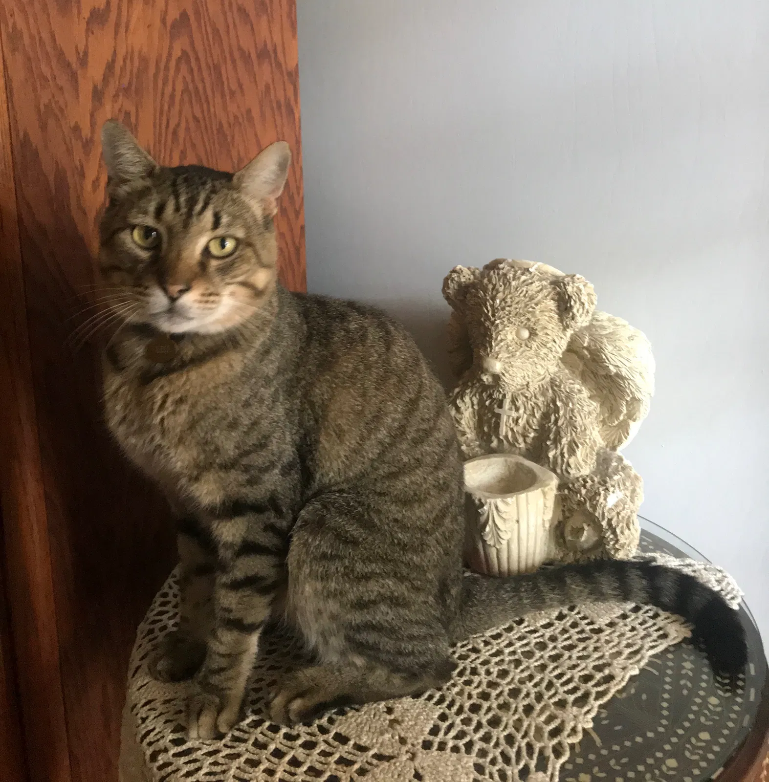 Lost cat in Friendswood, TX, 77546