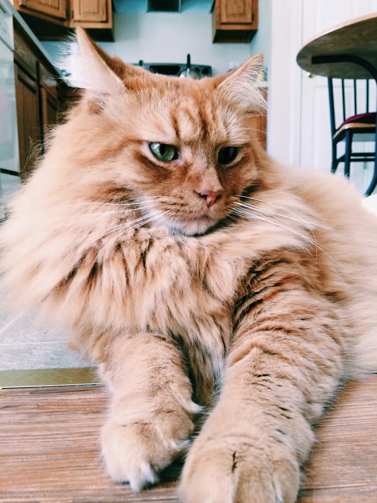 Lost cat in Bedford Hills, NY, 10507