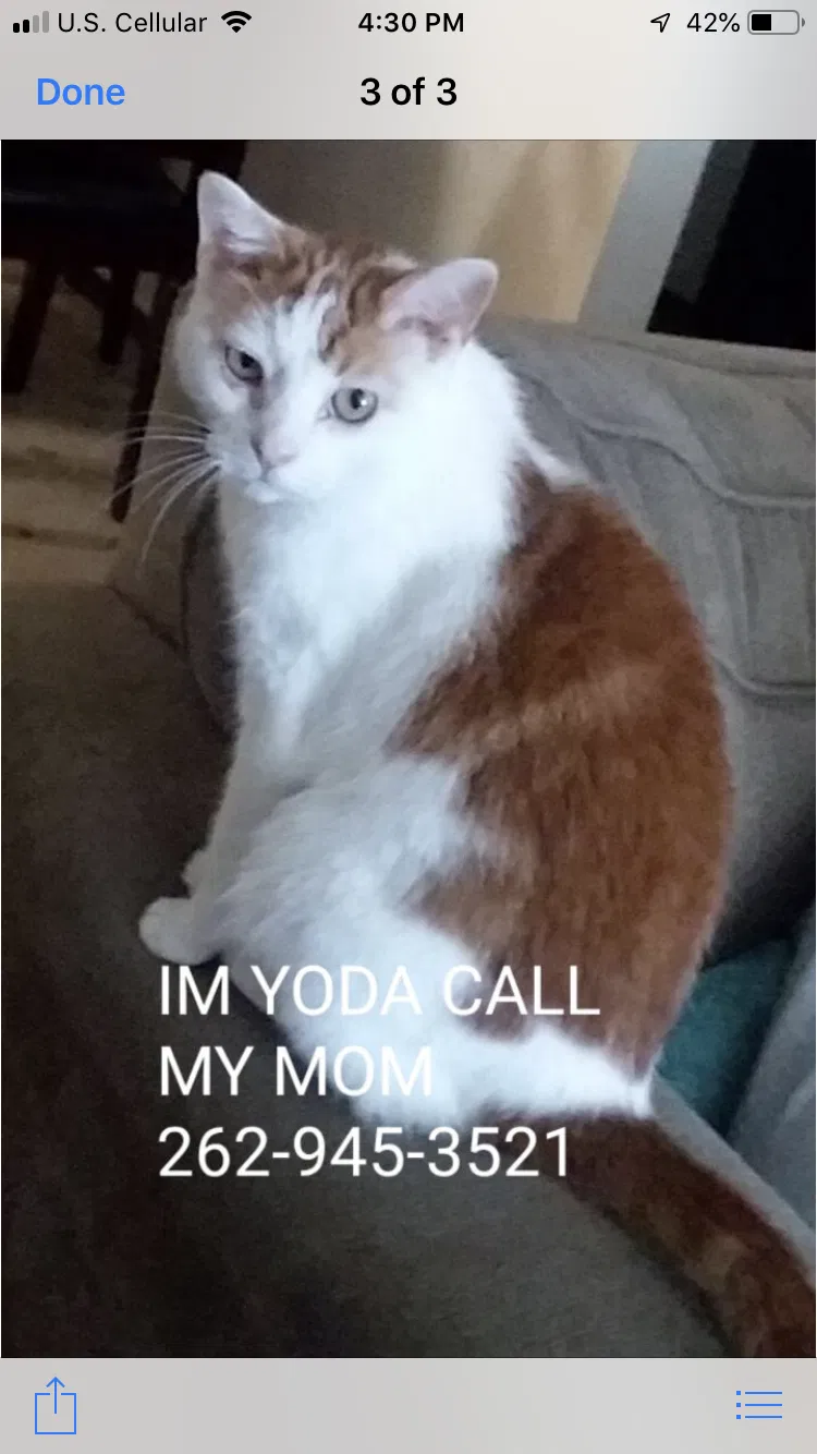 Lost cat in Portage, WI, 53901