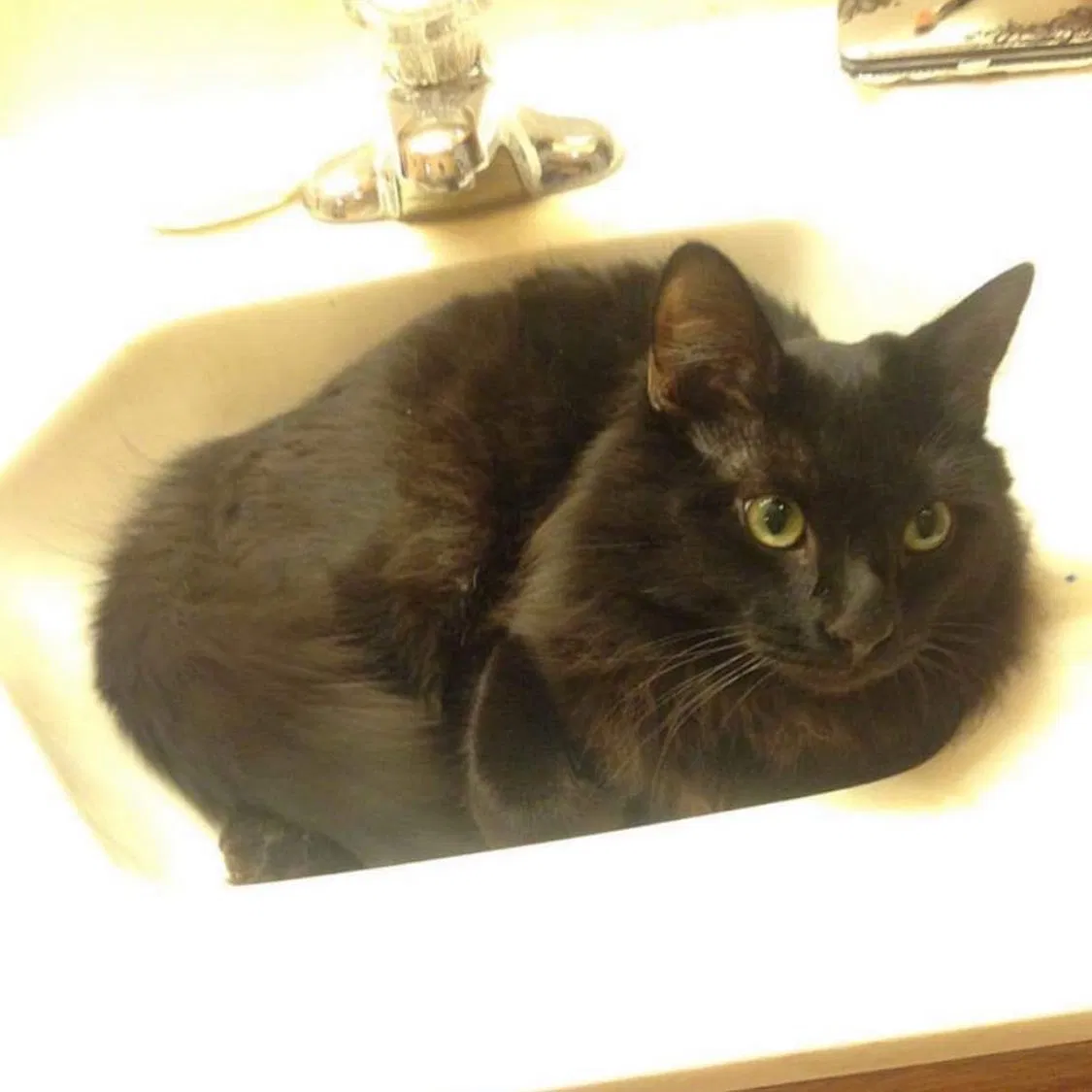 Lost cat in Amarillo, TX, 79118