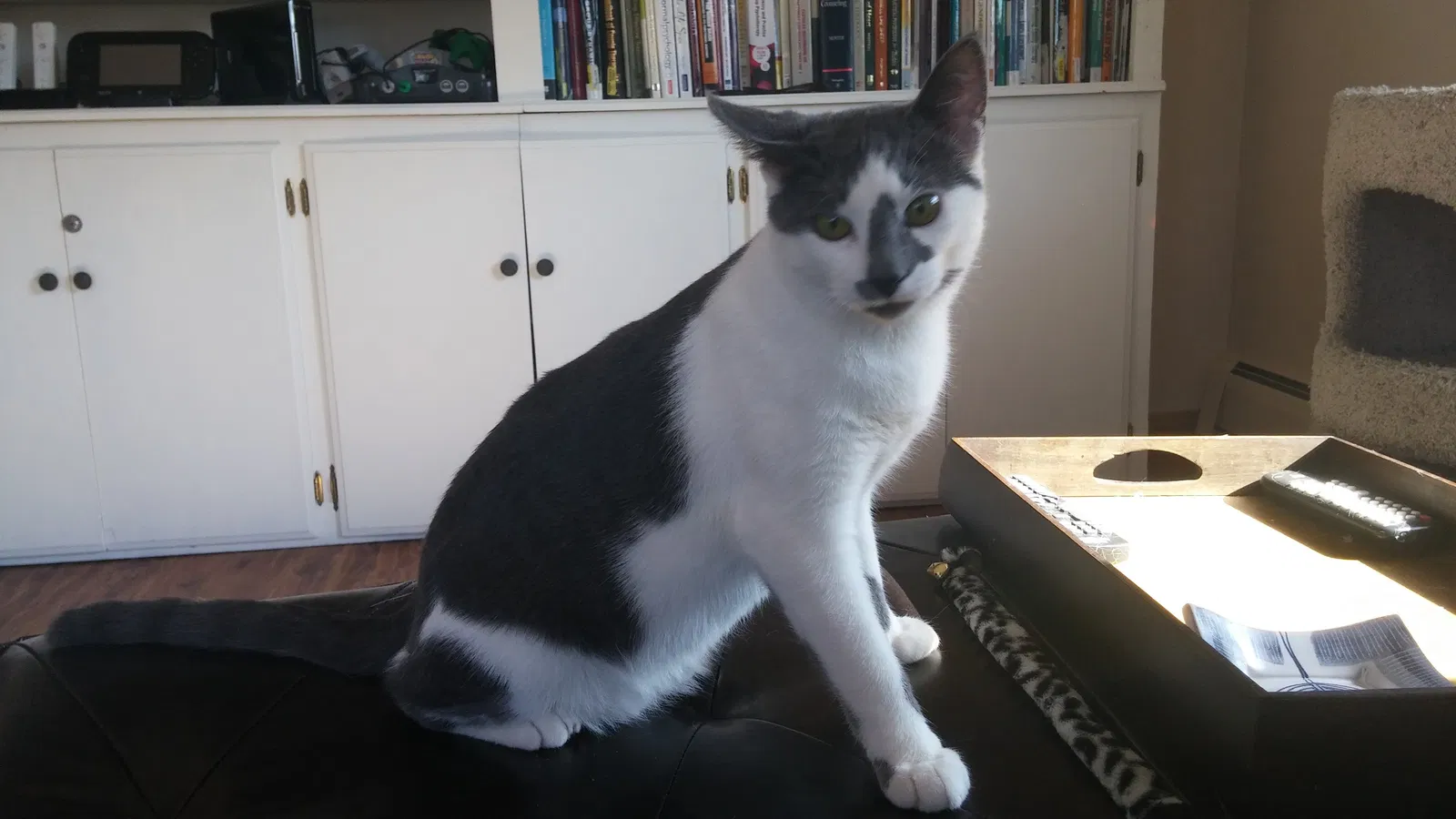 Lost cat in Saint Paul, MN, 55120