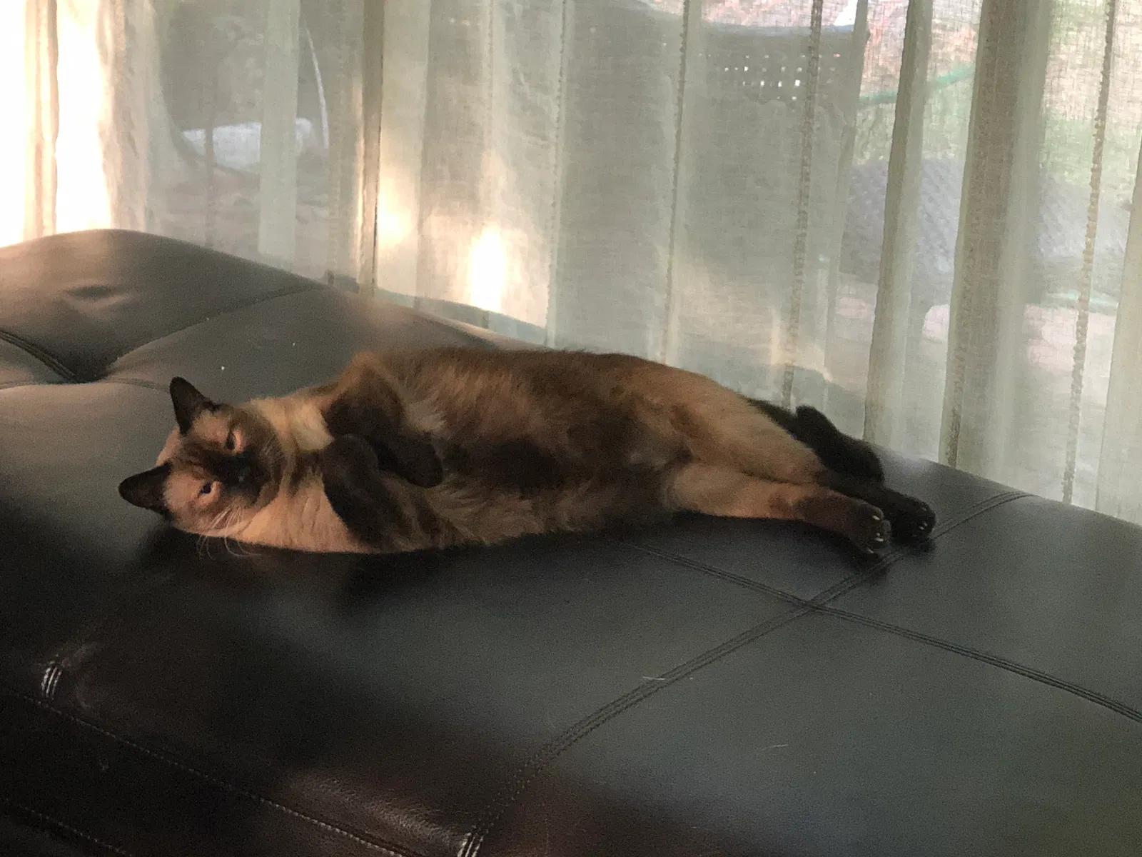 Lost cat in Alpharetta, GA, 30022