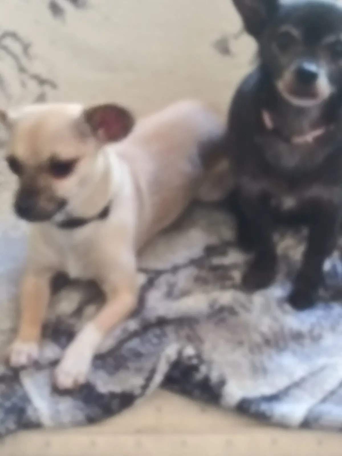 Lost dog in Perris, CA, 92570