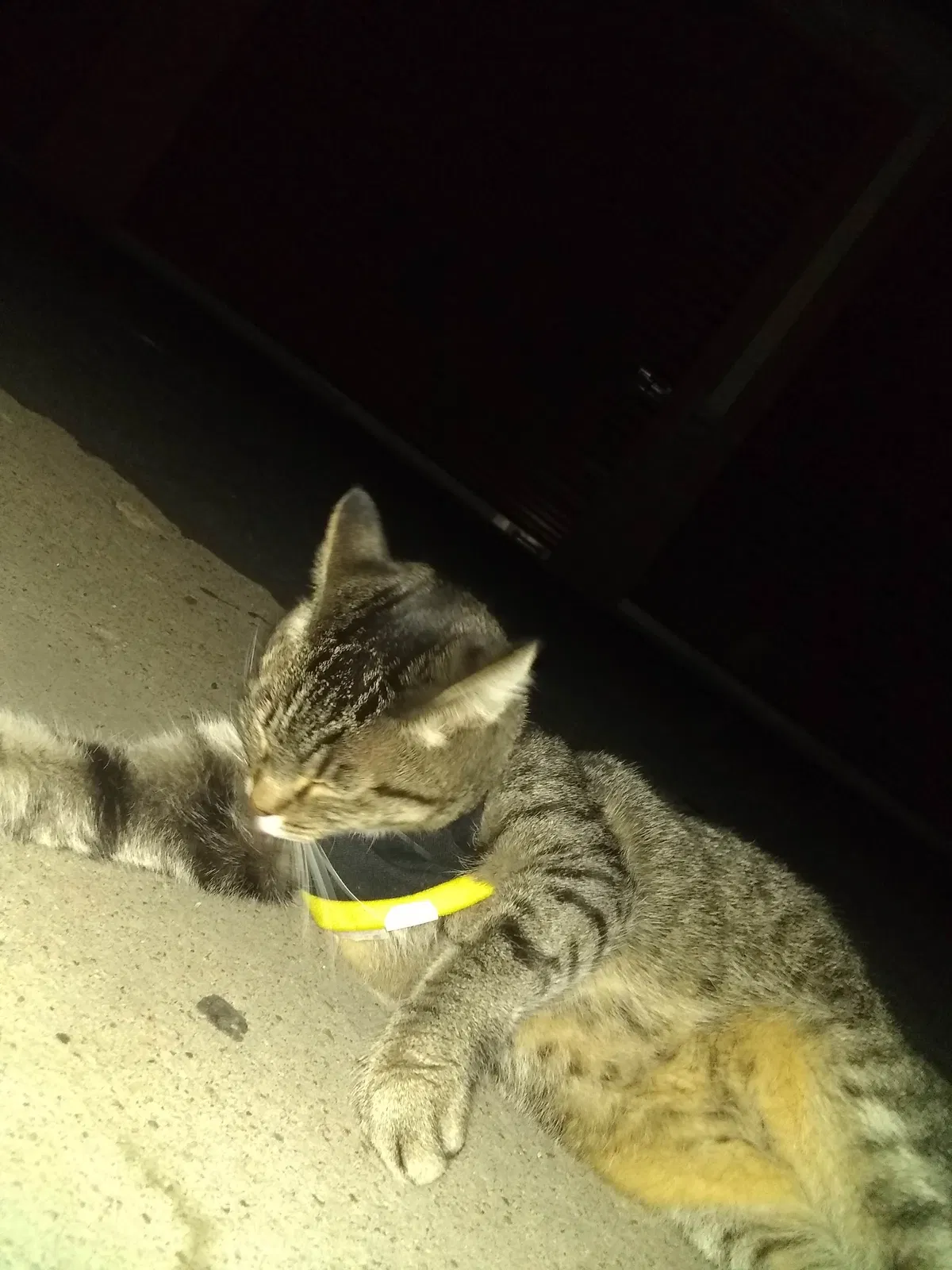 Lost cat in Magna, UT, 84044