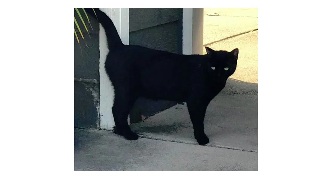 Lost cat in Chino Hills, CA, 91709