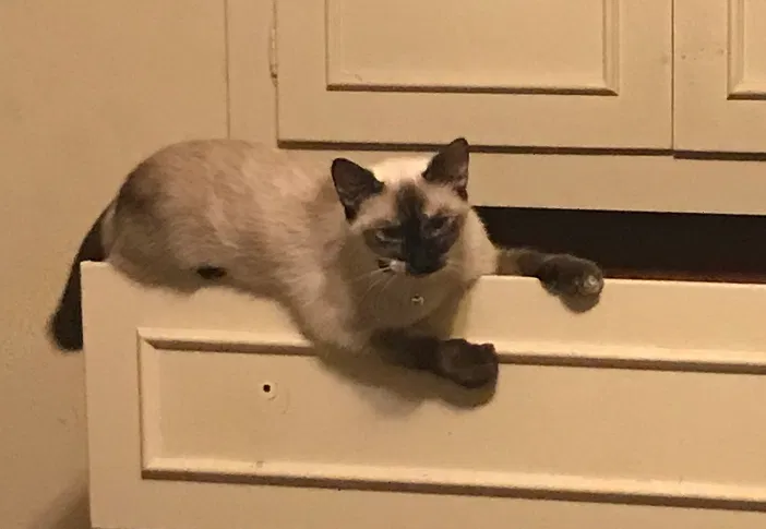 Lost cat in Fort Worth, TX, 76132