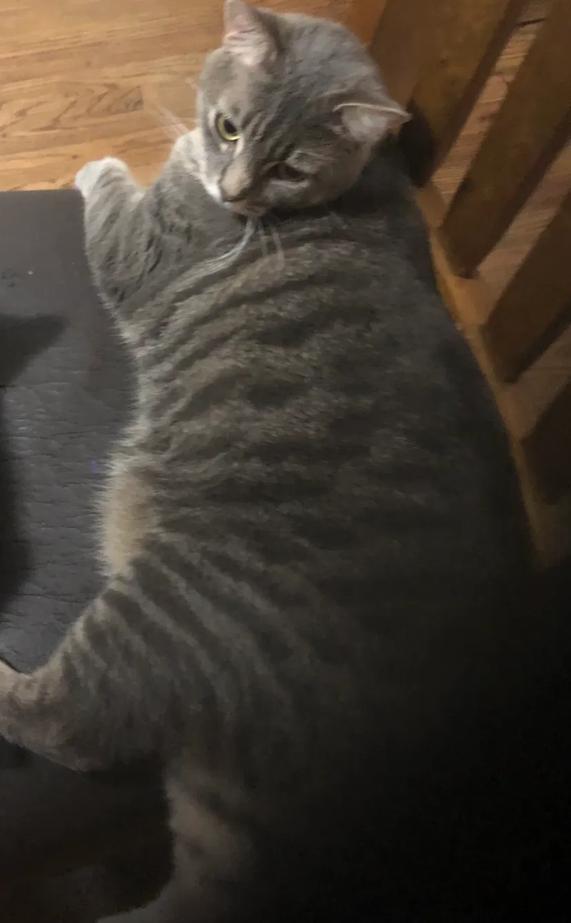 Lost cat in Winder, GA, 30680