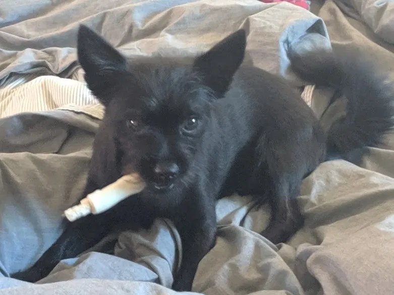 Lost dog in Carlsbad, CA, 92010