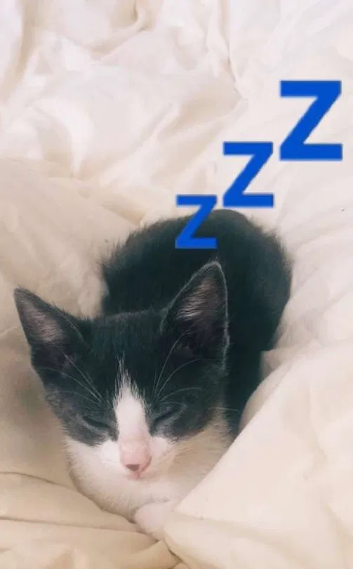 Lost cat in Fremont, CA, 94539