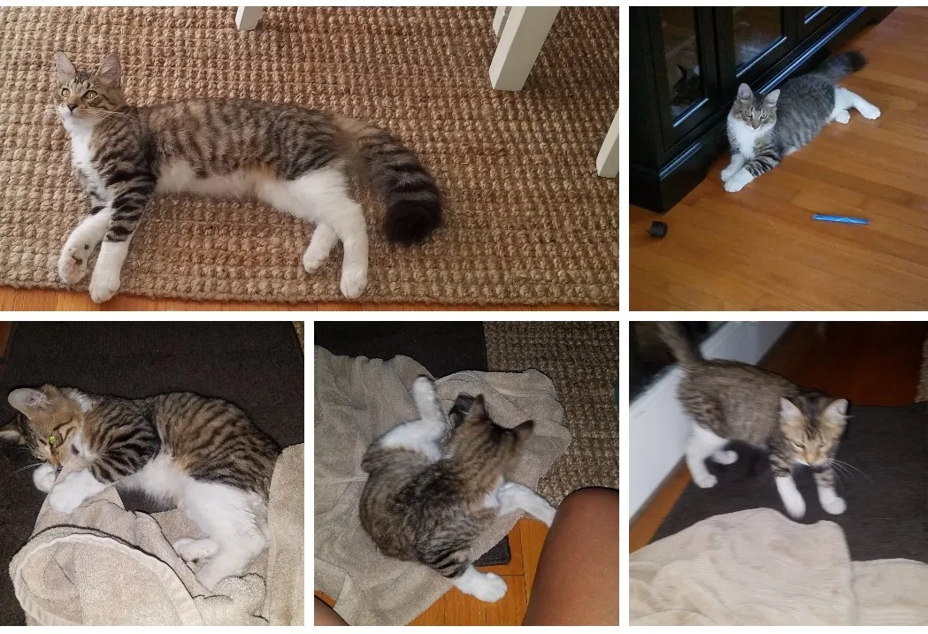Lost cat in Chesapeake, VA, 23320