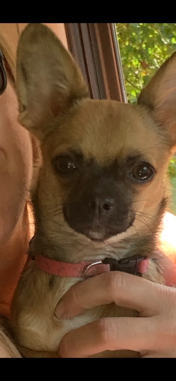 Lost dog in Browns Summit, NC, 27214