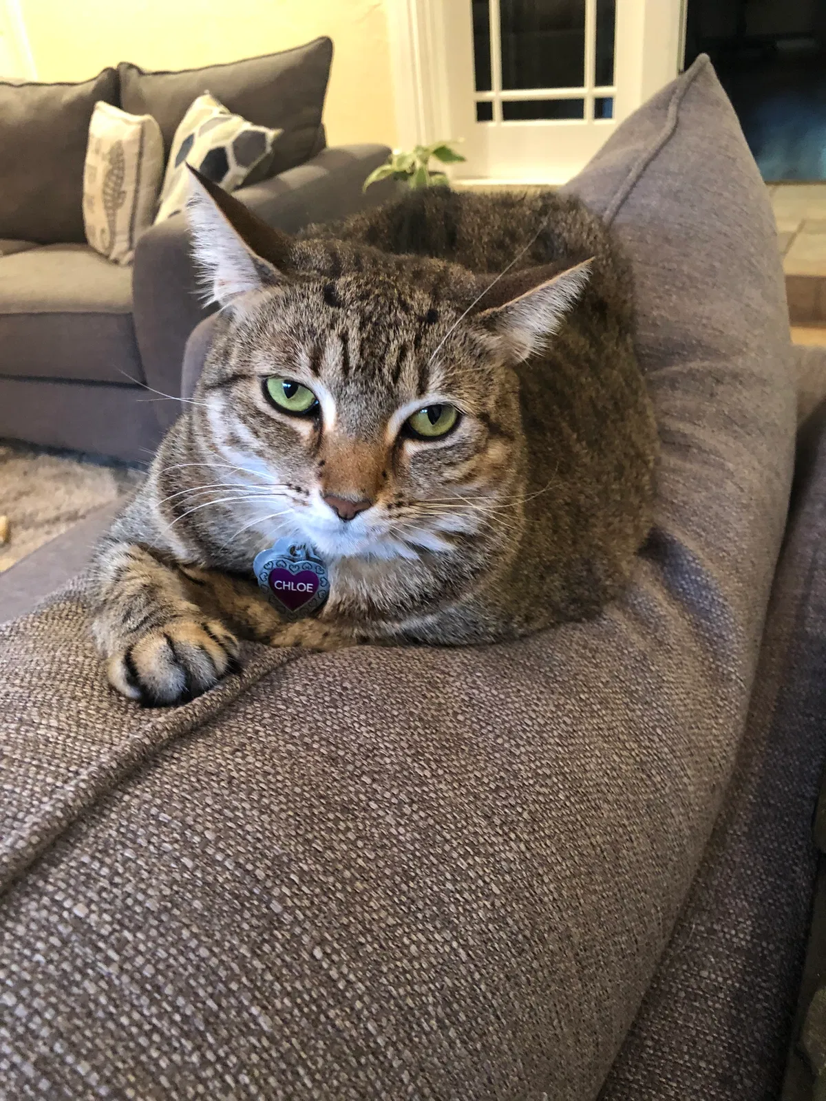 Lost cat in Clearwater, FL, 33764