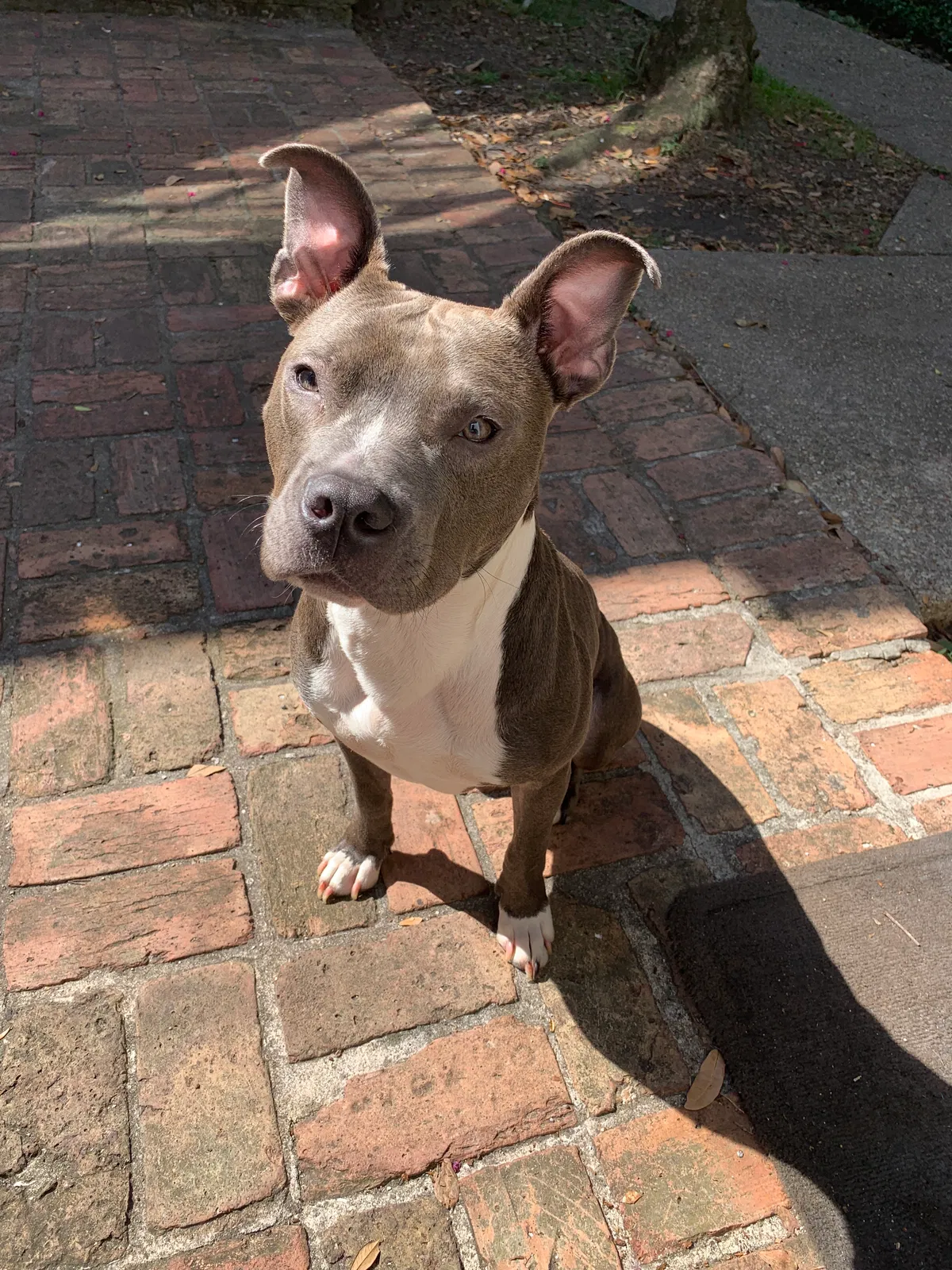 Lost dog in New Orleans, LA, 70127