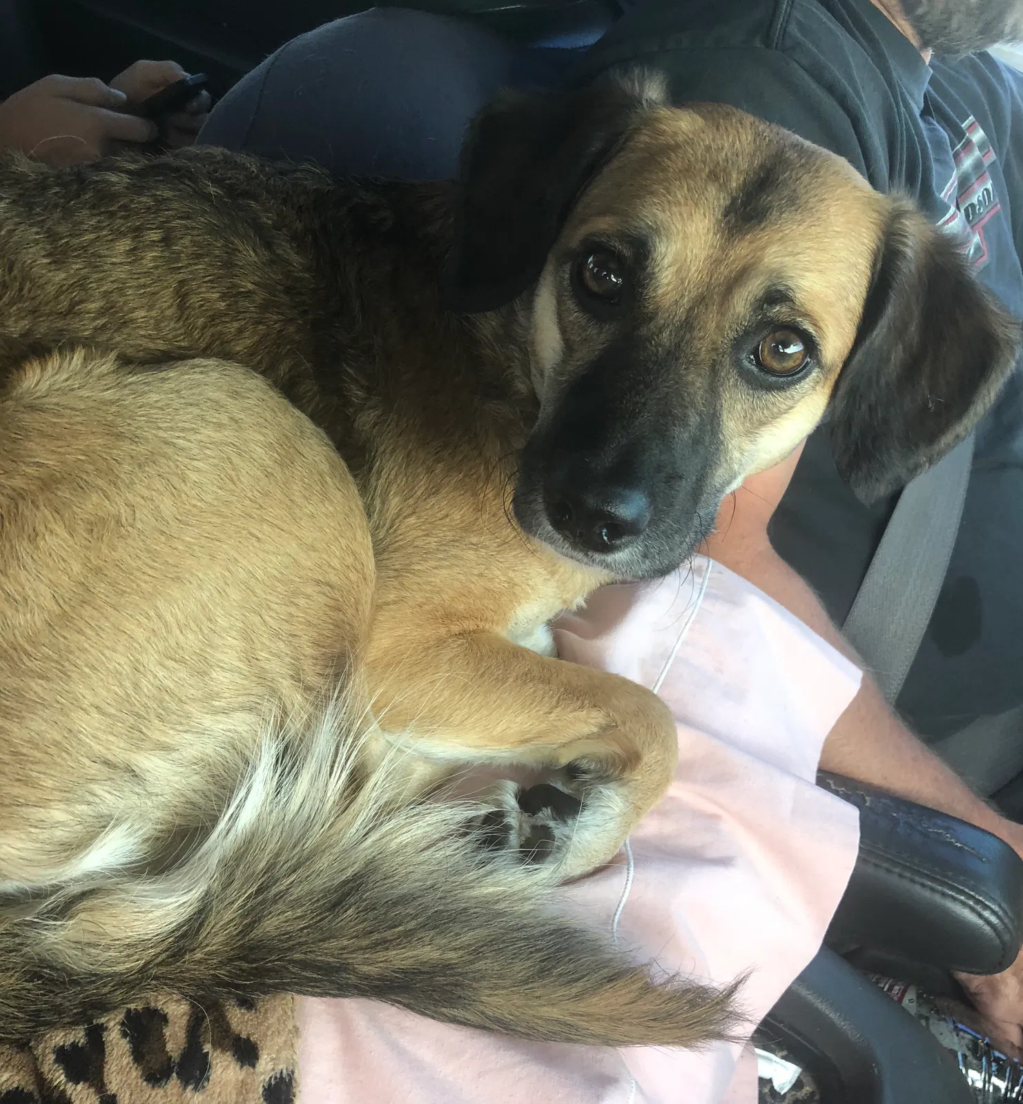 Lost dog in Norco, CA, 92860
