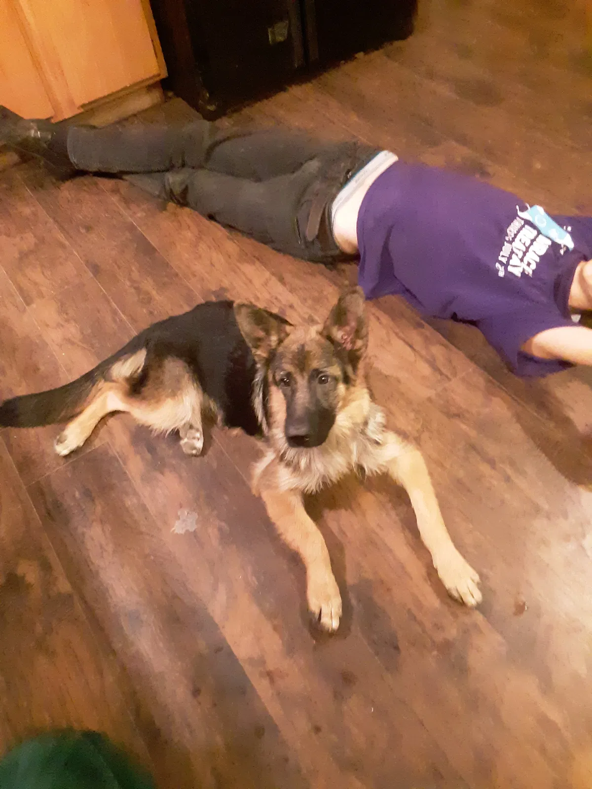 Lost dog in Juliette, GA, 31046