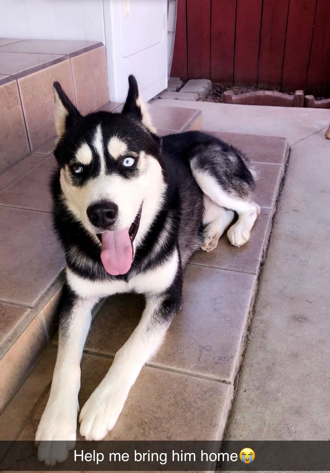 Lost dog in Sacramento, CA, 95833