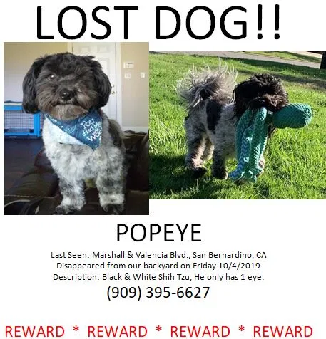 Lost dog in San Bernardino, CA, 92404