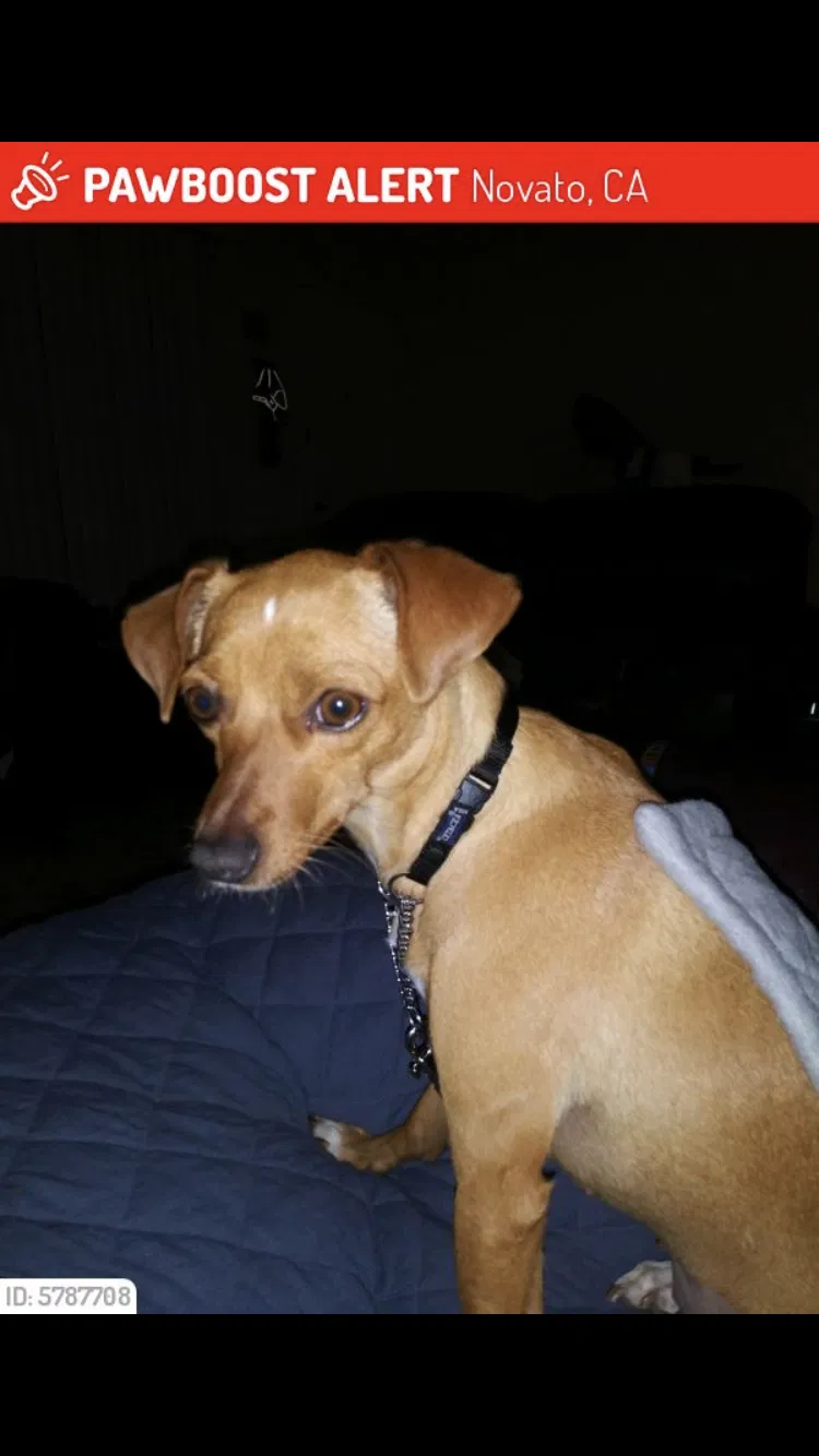 Lost dog in Novato, CA, 94947