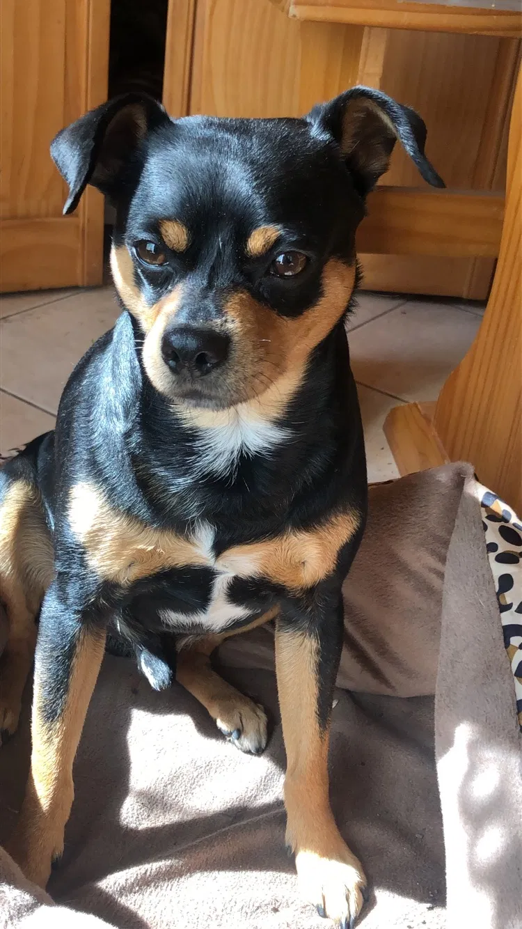 Lost dog in Chicago, IL, 60634